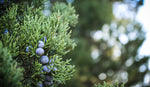 Seife aus der Heide mit Wacholder - Bild 2