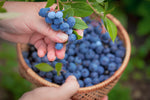 Bickbeer - Blaubeeraufstrich - 240g - Bild 2