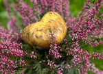 Heidekartoffeln
