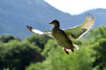 Leberpastete mit Ente an Apfelstücken - Bild 2