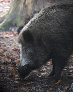 Leberpastete mit Wildschwein an edlen Pilzen - Bild 3