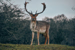Leberpastete mit Damhirsch an Trüffel - Bild 2