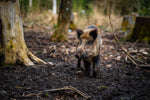 Leberpastete mit Wildschwein an Cumberlandsoße - Bild 3